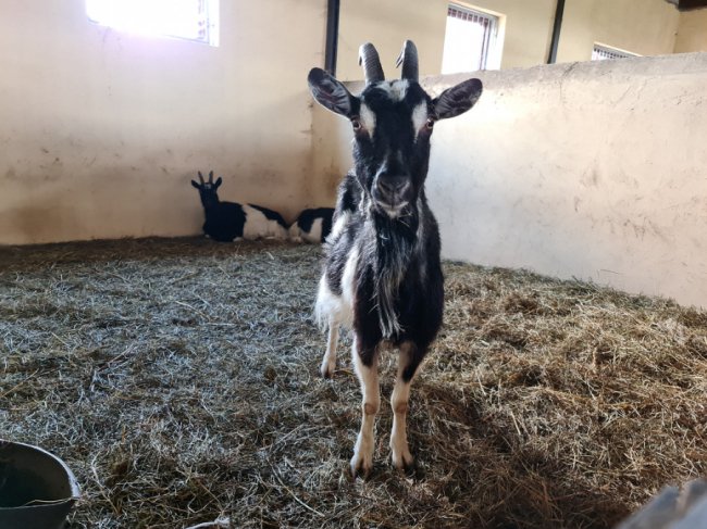 Коні і сільський колорит: як допомагають долати стрес дітям переселенців на Волині