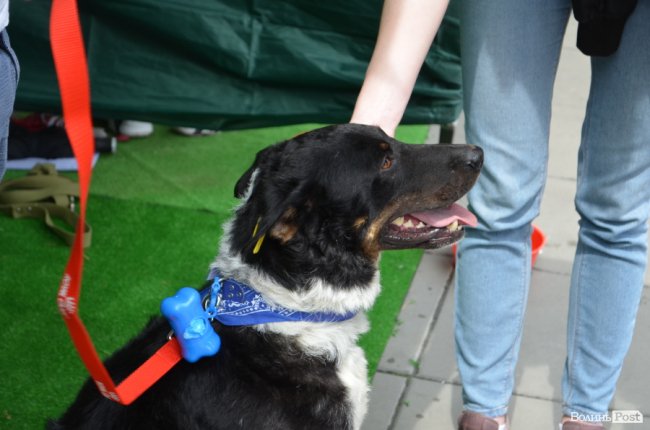 Фестиваль «Мокрі носики» біля луцького «Променя»: як безпритульним пухнастикам шукали дім. ФОТО