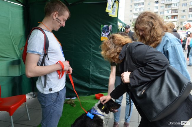 Фестиваль «Мокрі носики» біля луцького «Променя»: як безпритульним пухнастикам шукали дім. ФОТО
