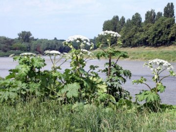 У районі на Волині фермери взялися знищувати небезпечну рослину 