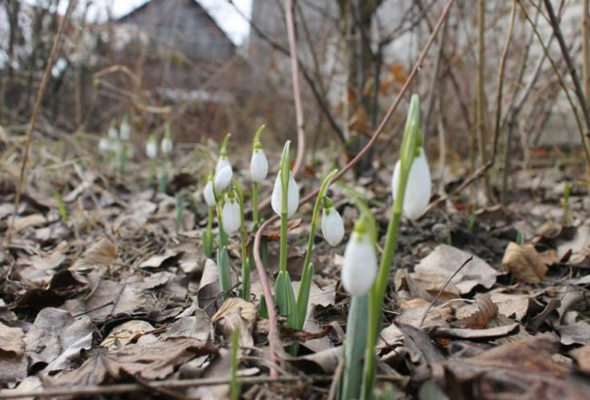 У місті на Волині зацвіли підсніжники. ФОТО