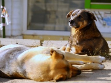 У Києві – виставка бездомних собак. ВІДЕО