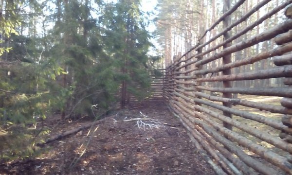 На Волині олені зимуватимуть у комфорті