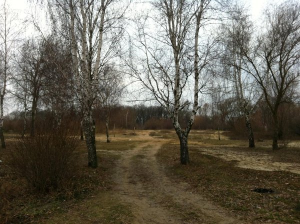 Невідомі чоловіки ріжуть у Ковелі дерева і нападають на журналістів. ФОТО