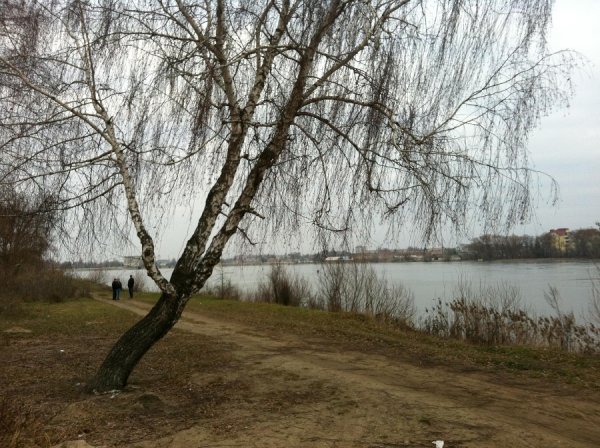 Невідомі чоловіки ріжуть у Ковелі дерева і нападають на журналістів. ФОТО