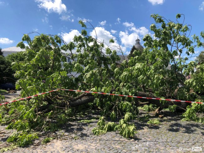 У Луцьку прибирають залишки двохсотлітнього Лесиного ясена