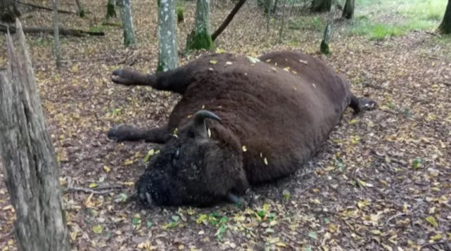 У лісі на Волині знайшли мертвого зубра. ФОТО