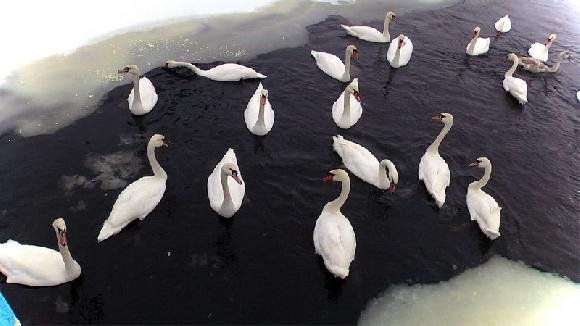 У волинському місті на річці оселилися понад два десятки лебедів. ФОТО
