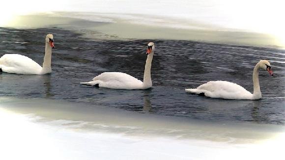 У волинському місті на річці оселилися понад два десятки лебедів. ФОТО