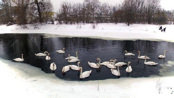 У волинському місті на річці оселилися понад два десятки лебедів. ФОТО