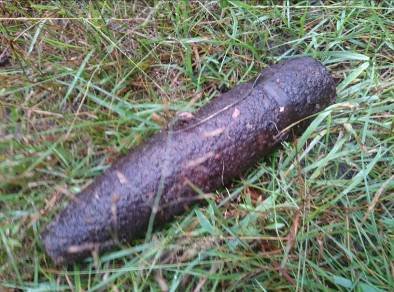 Волиняни в лісі знайшли снаряди