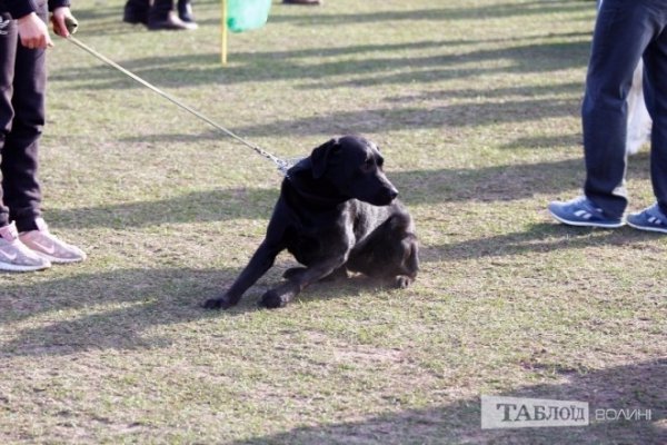 Луцький іподром перетворився на справжнє царство тварин. ФОТО
