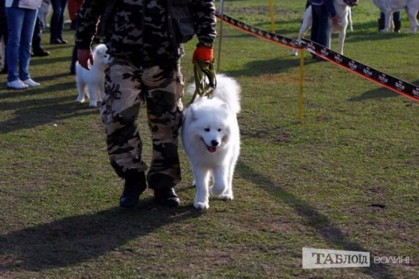 Луцький іподром перетворився на справжнє царство тварин. ФОТО