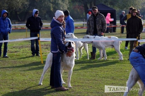 Луцький іподром перетворився на справжнє царство тварин. ФОТО