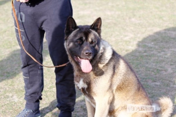 Луцький іподром перетворився на справжнє царство тварин. ФОТО