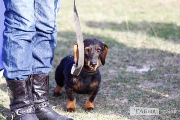 Луцький іподром перетворився на справжнє царство тварин. ФОТО