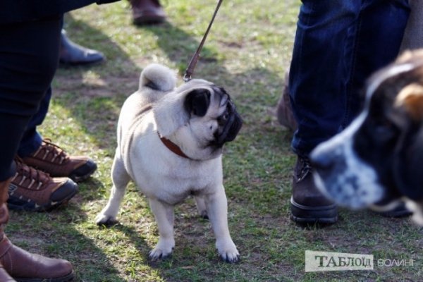 Луцький іподром перетворився на справжнє царство тварин. ФОТО