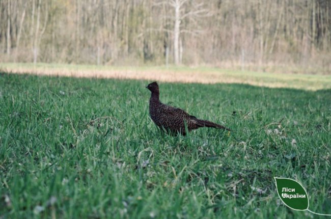 У ліси Волині випустили майже 300 фазанів. ФОТО