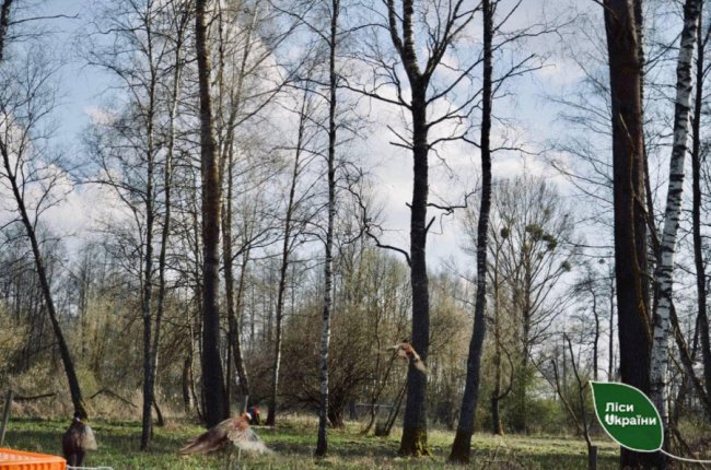 У ліси Волині випустили майже 300 фазанів. ФОТО