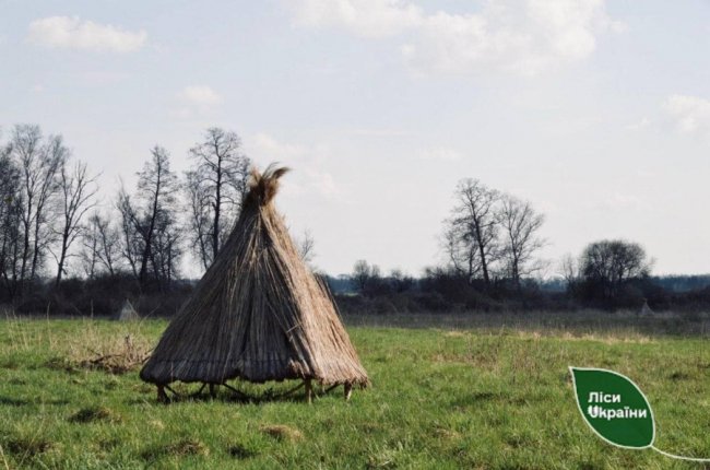 У ліси Волині випустили майже 300 фазанів. ФОТО