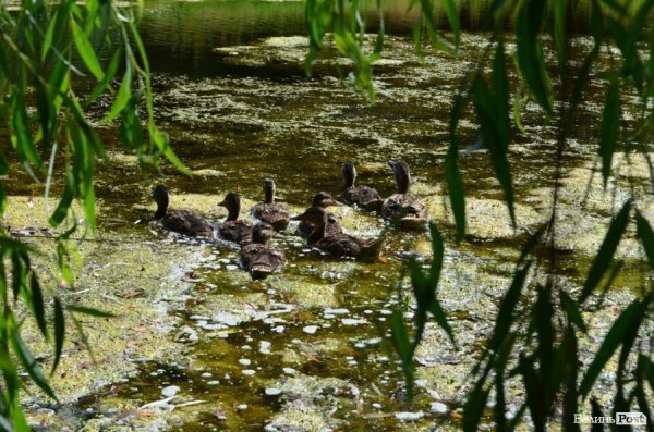 Місто, річка, сонце: у Луцьку стартував купальний сезон. ФОТО