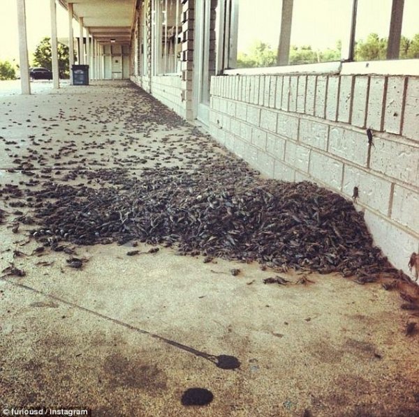 На американців нападають цвіркуни-канібали. ФОТО