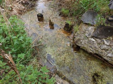 Пам'ятка природи: Цуманські джерела приведуть до ладу  та облаштують територію навколо