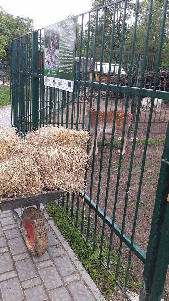 У Луцькому зоопарку організували  «Food Fest» для тварин. ФОТО