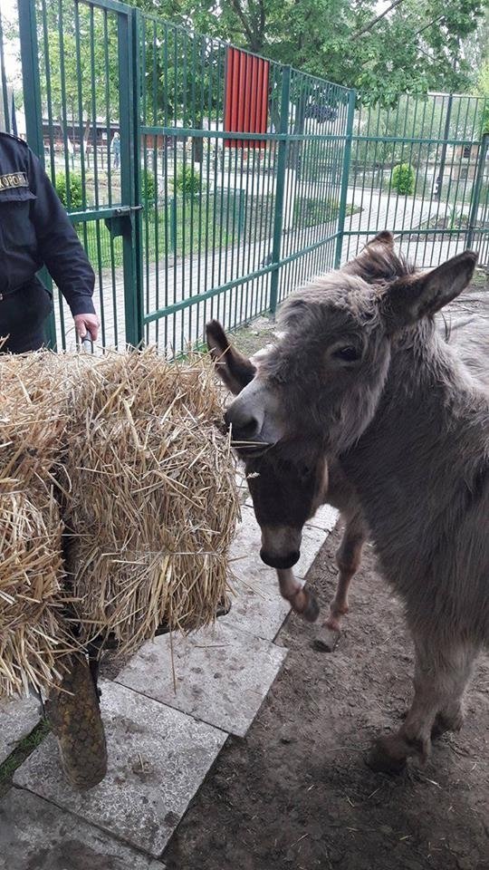 У Луцькому зоопарку організували  «Food Fest» для тварин. ФОТО