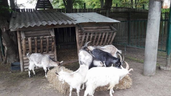 У Луцькому зоопарку організували  «Food Fest» для тварин. ФОТО