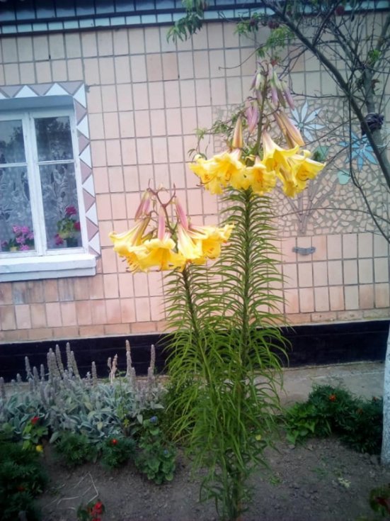 На Волині жінка виростила двометрову квітку. ФОТО