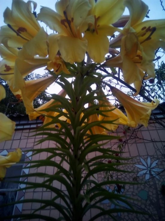 На Волині жінка виростила двометрову квітку. ФОТО