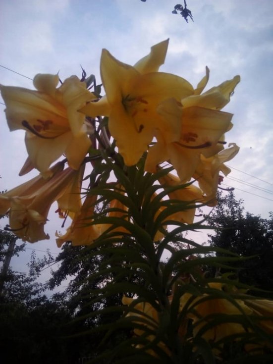 На Волині жінка виростила двометрову квітку. ФОТО