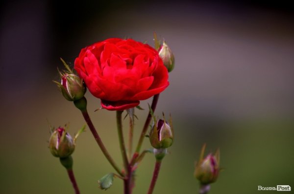 Фотопогляд: вулиця Шопена 