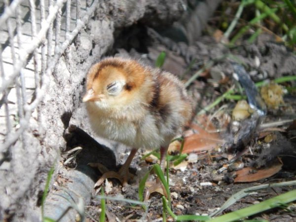 Луцький зоопарк відпочиває. ФОТО