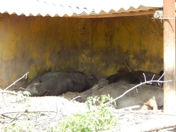Луцький зоопарк відпочиває. ФОТО