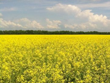 Волинь лідирує у зборі озимого ріпаку в Україні