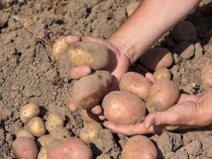 Урожай згорів від спеки: скільки коштуватиме картопля в Україні