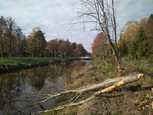 Бобри погризли і повалили дерева у луцькому парку. ФОТО