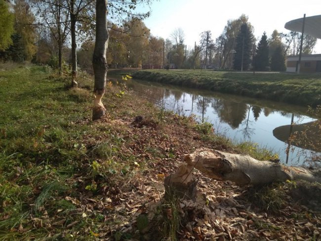 Бобри погризли і повалили дерева у луцькому парку. ФОТО