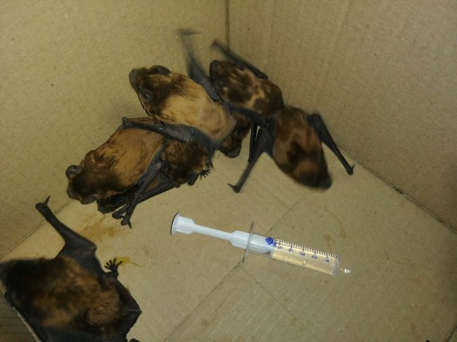 Волиняни врятували майже сотню кажанів, які зимували у щілинах вікон. ФОТО