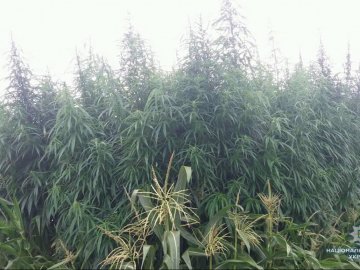 На Волині жінка на городі вирощувала коноплю