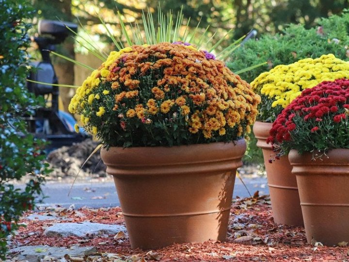 Осінні роботи в саду: що обрізати заборонено, щоб не зіпсувати врожай