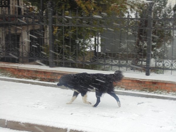 Луцьк засипає снігом. ФОТО