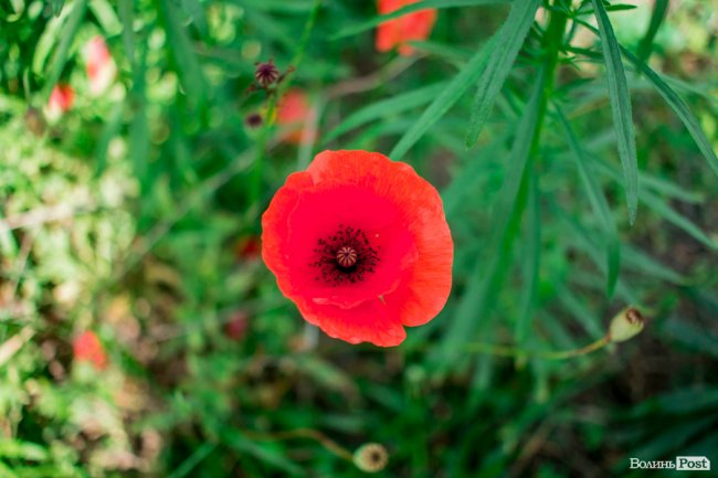 Літо у луцькому парку. ФОТО
