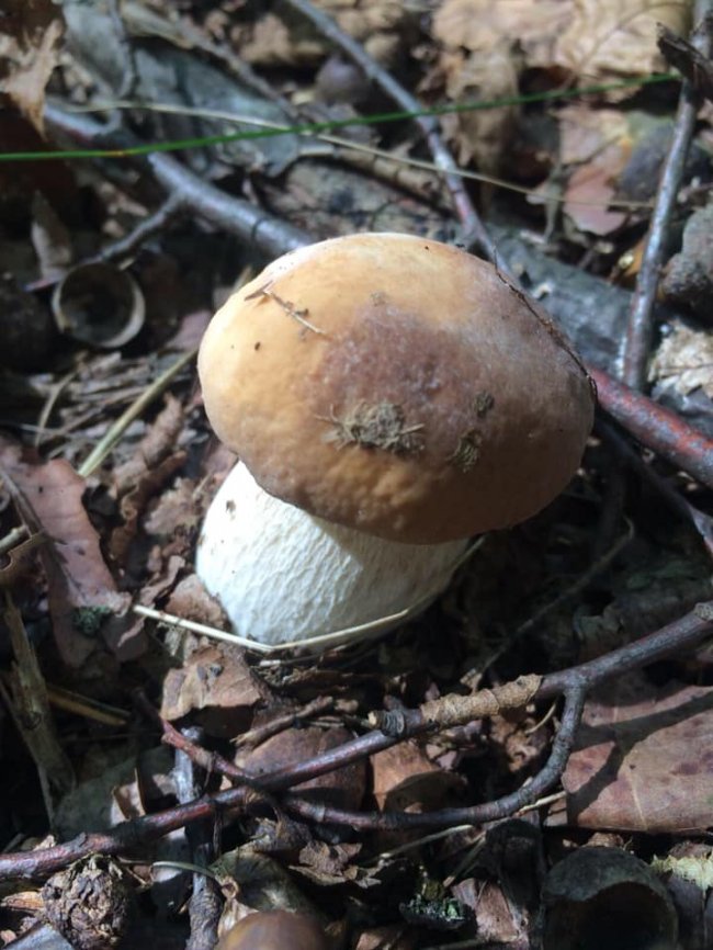 Волинські грибники у соцмережах хизуються чималим «уловом». ФОТО