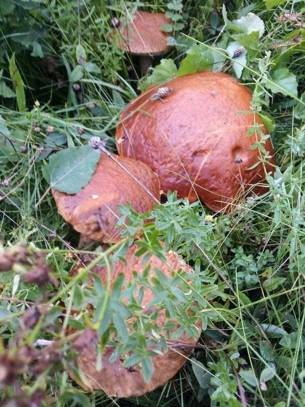 Волинські грибники у соцмережах хизуються чималим «уловом». ФОТО