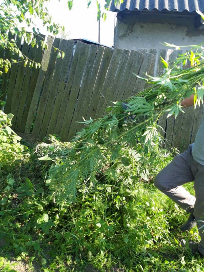 Під Луцьком пенсіонерка вирощувала на городі мак та коноплі. ФОТО
