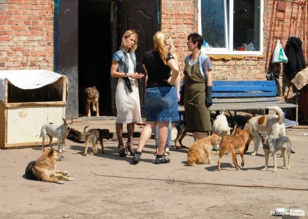 Іноземці безплатно стерилізуватимуть луцьких собак