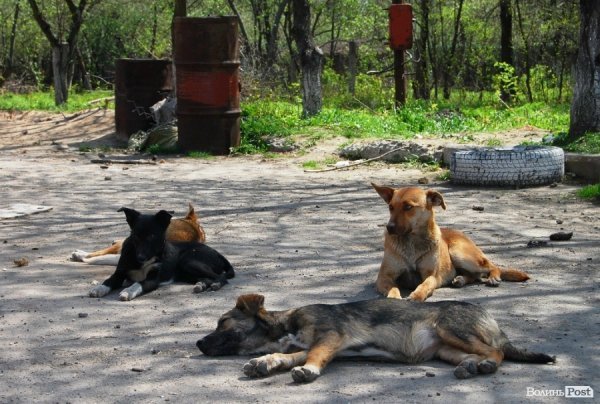 Іноземці безплатно стерилізуватимуть луцьких собак